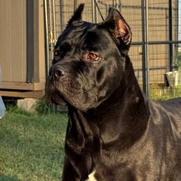 Walma - Cane Corso