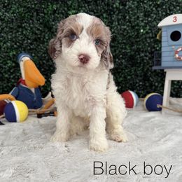 Black boy - Merle male Bernedoodle puppy in Modesto, California from Two Doods Doodles