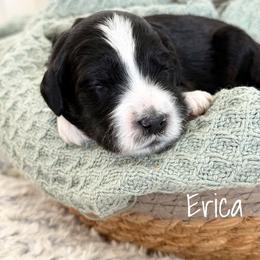 Erica - Black female Goldendoodle puppy in Aztec, New Mexico from HappyHazelDoodles