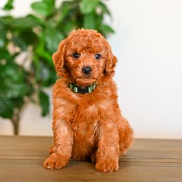 Aussiedoodle, Bernedoodle, Cavapoo, Goldendoodle, Irish Doodle, and Poodle Puppies from Sun Valley Goldendoodles