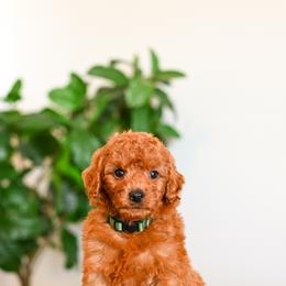 Aussiedoodle, Bernedoodle, Cavapoo, Goldendoodle, Irish Doodle, and Poodle Puppies from Sun Valley Goldendoodles