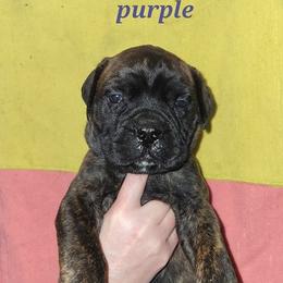 Bullmastiff Puppies from Watchman Kennels