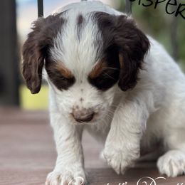 Casper - Brown and white male Cockapoo puppy in Payson, Utah from Crandall’s Doodle Barn