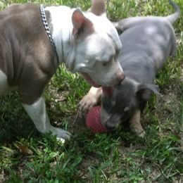 American Bullies from Voodoo Productions