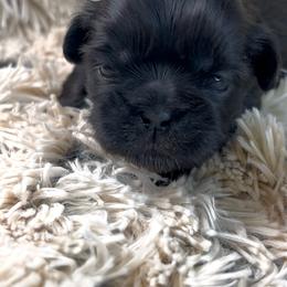 Charm - Chocolate female Shih Tzu puppy in Vernon, New Jersey from Calta’s Cute Shih Tzu