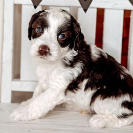 Macaroon - Australian Labradoodle puppy from Southern Meadows Doodles