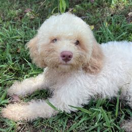 Alaric with training - Cream male Cockapoo puppy in Boonville, North Carolina from Doods & Dolls