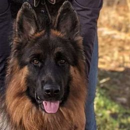 Amanda - German Shepherd