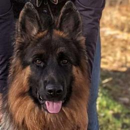 Amanda - German Shepherd