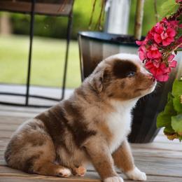 Colt - Red merle male Miniature Australian Shepherd puppy in Lowgap, North Carolina from Baileys Mini Aussies