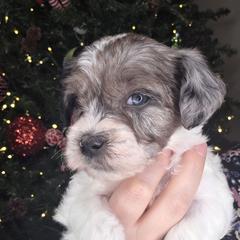 Birdie - female Golden Mountain Doodle puppy in Palestine, Texas from KK's Doodle Bunch