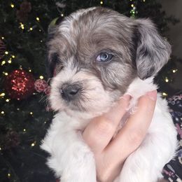 Birdie - female Golden Mountain Doodle puppy in Palestine, Texas from KK's Doodle Bunch