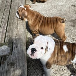 Bulldog Puppies from Mary Estabrook