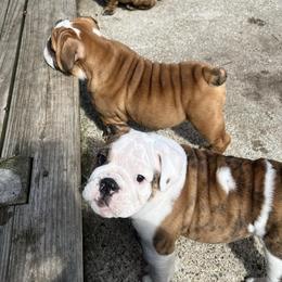 Bulldog Puppies from Mary Estabrook