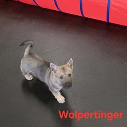 Swedish Vallhund puppies from Skyfyre Swedish Vallhunds