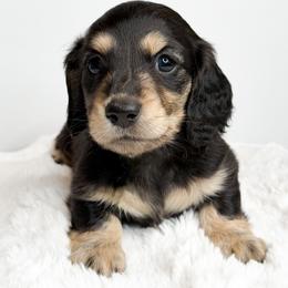 Atlas - Black and cream male Dachshund puppy in Redding, California from Jean & Mae Doxies