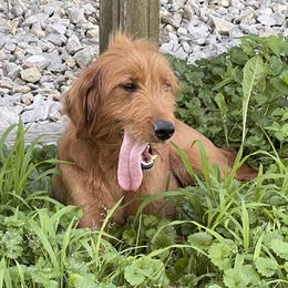 Libby - Goldendoodle