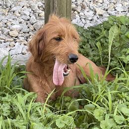 Libby - Goldendoodle