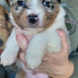 Australian Shepherd Puppies from Triple M Aussies