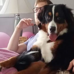 Bernese Mountain Dogs from RC Farm