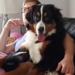 Bernese Mountain Dogs from RC Farm