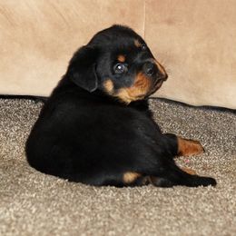 Rottweiler Puppies from VhDoggMeier Rottweilers