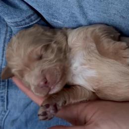 Dorthy - Red  female Goldendoodle puppy in Portland, Oregon from Sandy Creek Bernedoodles