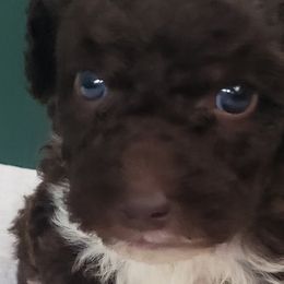 Paco - Spanish Water Dog puppy from The Woolly Dog Ranch