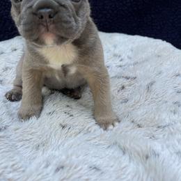 Boy 2 - Fawn and white male French Bulldog puppy in Troy, Michigan from Mid Coast Frenchies
