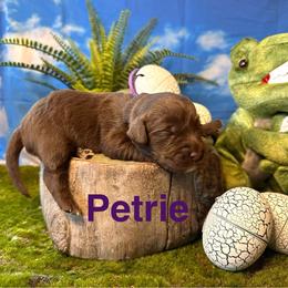 Petrie - Chocolate female Labradoodle puppy in Chelan, Washington from North Cascades Doodles