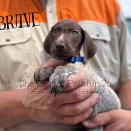 Brave - male German Shorthaired Pointer puppy in Six Mile, South Carolina from The Proper Pointer Co.