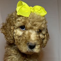 Yellow Collar Girl - Apricot Goldendoodle puppy in Richmond, Virginia from Kessi Doodles