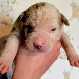 Boy 4 - male Alapaha Blue Blood Bulldog puppy in Grafton, Ohio from Eclipse Alapaha Kennels