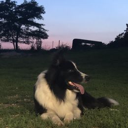 Jazz - Border Collie