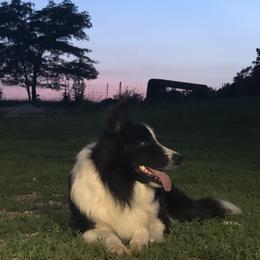 Jazz - Border Collie