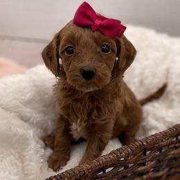 Mabel - Red  female Goldendoodle puppy in Kansas City, Kansas from Bella & Ivy’s Mini Goldendoodles of KC