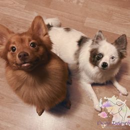 Pomeranians from Divine Inspired Poms