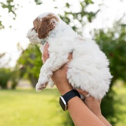 Boy 3 - Parti Goldendoodle puppy in Nevada from Down Country Doodles