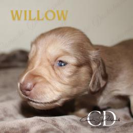 Willow - - Cream female Dachshund puppy in Huntington, Texas from Camacho_Dachshunds
