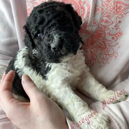 Poodle Puppies from Rosegold Poodles