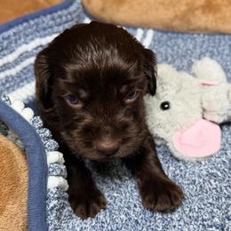 Michi - Chocolate female Boykin Spaniel puppy in Van Buren, Arkansas from Arklahoma Boykins