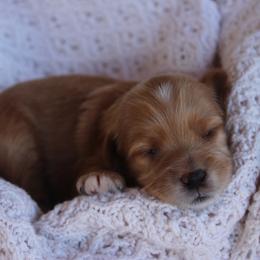 Oats - Apricot male Goldendoodle puppy in Goodyear, Arizona from GAMMIE’S DOODLES
