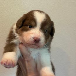 Red tri female - Red tri-color female Australian Shepherd puppy in Castle Rock, Washington from Zoolo Kennels