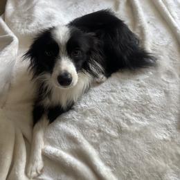 Toy Australian Shepherd All Grown Up from 4LH Australian shepherds