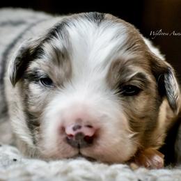 Felix - Blue merle male Australian Shepherd puppy in Decatur, Texas from Wyldrose Australian Shepherds