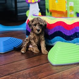 Poodle Puppies from Poodles of Tampa Bay