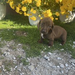 Hildegard - Chocolate female Dachshund puppy in Carthage, Missouri from Hounds by Mishelle