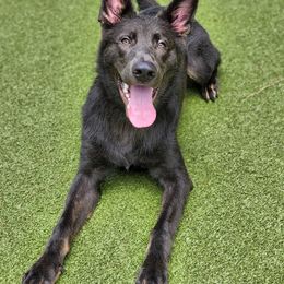 Sega - German Shepherd