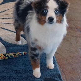 Ladybug - Toy Australian Shepherd