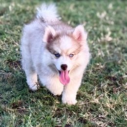 Show Quality Flame - Red and white male Pomsky puppy in Perkins, Oklahoma from A-Dream Pomsky Kennel